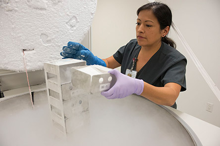staff member working in tissue bank