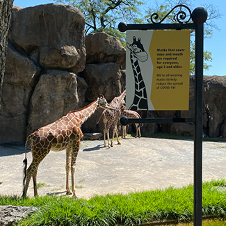 Girafe au Philadelphia Zoo