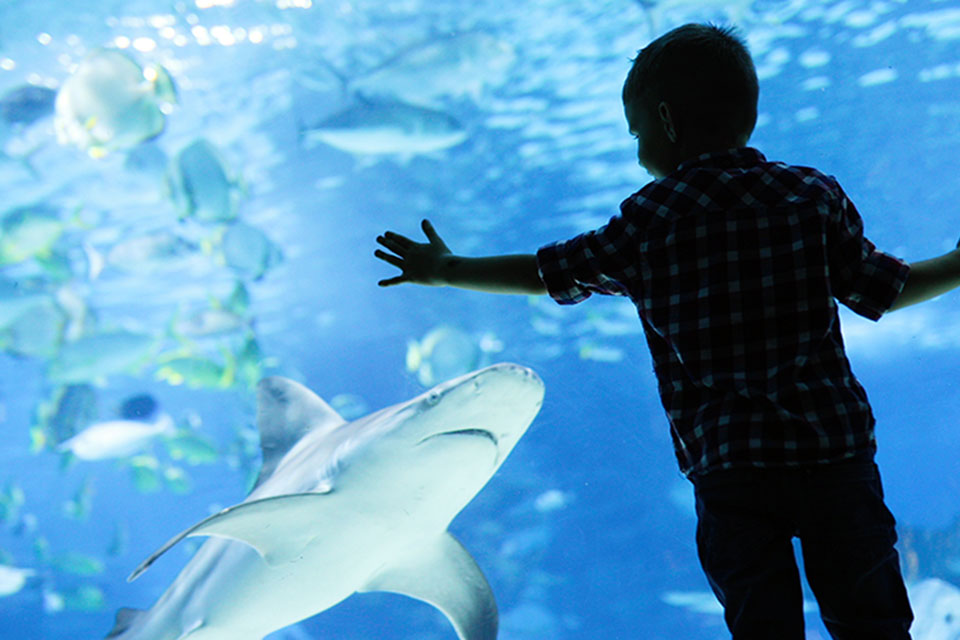boy at aquarium looking at shark and fish in tank