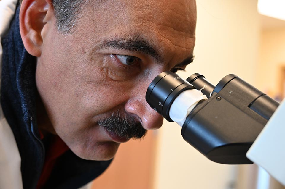 Dr. Guilak using microscope
