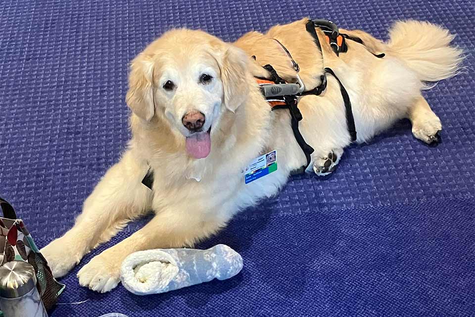 therapy dog with harness lies on blue floor with sock toy