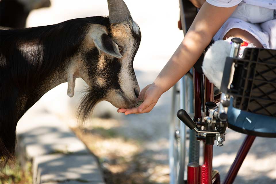 Niña en silla de ruedas alimentando a una cabra